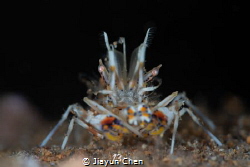 Tiger shrimp: I'm watching you!! by Jiayun Chen 